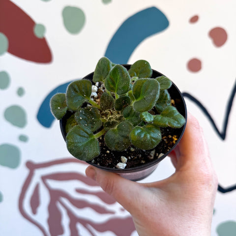 Whirlpool Plant - Petrocosmea barbata 'Marion King' - Welsh Grown - Sprouts of Bristol