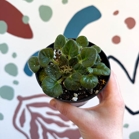 Whirlpool Plant - Petrocosmea barbata 'Marion King' - Welsh Grown - Sprouts of Bristol