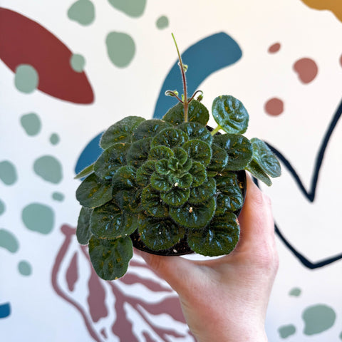 Whirlpool Plant - Petrocosmea 'Currant Bun' - Welsh Grown - Sprouts of Bristol