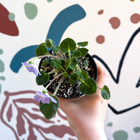 Whirlpool Plant - Petrocosmea formosa 'Crug's Capricious' - Welsh Grown - Sprouts of Bristol