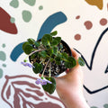Whirlpool Plant - Petrocosmea formosa 'Crug's Capricious' - Welsh Grown - Sprouts of Bristol