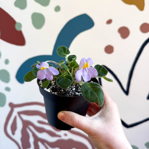 Whirlpool Plant - Petrocosmea formosa 'Crug's Capricious' - Welsh Grown - Sprouts of Bristol