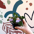 Whirlpool Plant - Petrocosmea formosa 'Crug's Capricious' - Welsh Grown - Sprouts of Bristol