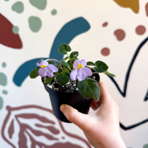 Whirlpool Plant - Petrocosmea formosa 'Crug's Capricious' - Welsh Grown - Sprouts of Bristol