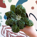 Whirlpool Plant - Petrocosmea 'Glasgow Kiss' - Welsh Grown - Sprouts of Bristol