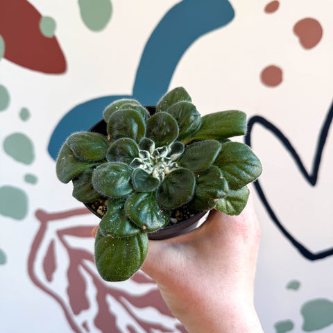 Whirlpool Plant - Petrocosmea 'Glasgow Kiss' - Welsh Grown - Sprouts of Bristol