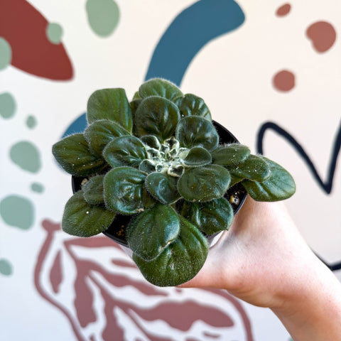 Whirlpool Plant - Petrocosmea 'Glasgow Kiss' - Welsh Grown - Sprouts of Bristol