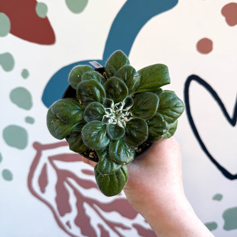 Whirlpool Plant - Petrocosmea 'Glasgow Kiss' - Welsh Grown - Sprouts of Bristol
