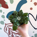 Whirlpool Plant - Petrocosmea 'Glasgow Kiss' - Welsh Grown - Sprouts of Bristol