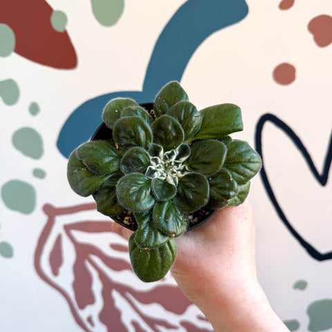 Whirlpool Plant - Petrocosmea 'Glasgow Kiss' - Welsh Grown - Sprouts of Bristol