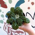 Whirlpool Plant - Petrocosmea 'Glasgow Kiss' - Welsh Grown - Sprouts of Bristol
