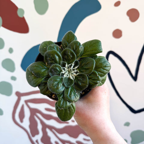 Whirlpool Plant - Petrocosmea 'Glasgow Kiss' - Welsh Grown - Sprouts of Bristol