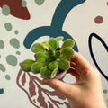 Whirlpool Plant - Petrocosmea iodioides - Welsh Grown - Sprouts of Bristol