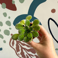 Whirlpool Plant - Petrocosmea iodioides - Welsh Grown - Sprouts of Bristol
