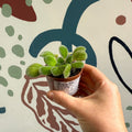 Whirlpool Plant - Petrocosmea iodioides - Welsh Grown - Sprouts of Bristol