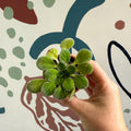 Whirlpool Plant - Petrocosmea iodioides - Welsh Grown - Sprouts of Bristol