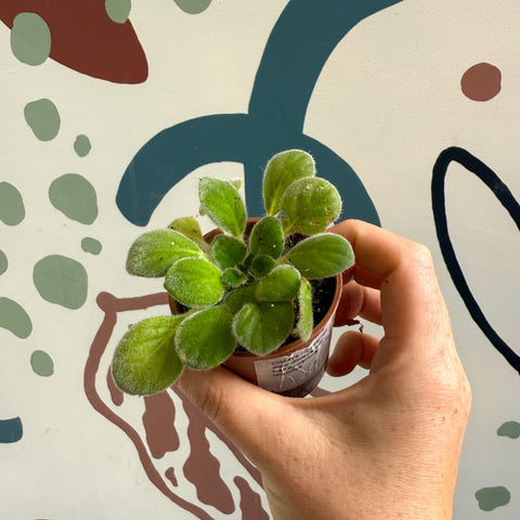 Whirlpool Plant - Petrocosmea iodioides - Welsh Grown - Sprouts of Bristol