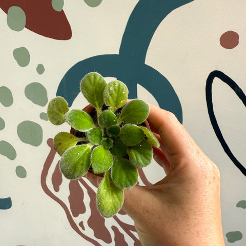 Whirlpool Plant - Petrocosmea iodioides - Welsh Grown - Sprouts of Bristol