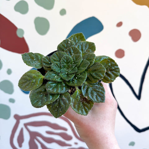 Whirlpool Plant - Petrocosmea 'Keystone's Barnswallow' - Welsh Grown - Sprouts of Bristol