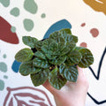 Whirlpool Plant - Petrocosmea 'Keystone's Barnswallow' - Welsh Grown - Sprouts of Bristol