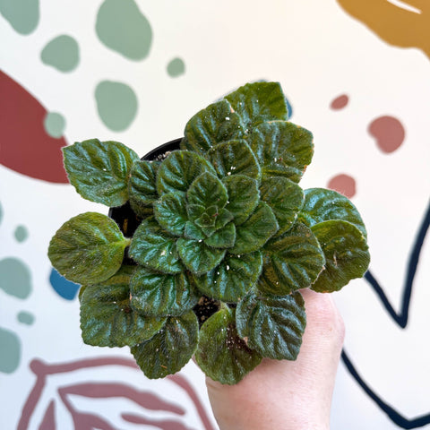 Whirlpool Plant - Petrocosmea 'Keystone's Barnswallow' - Welsh Grown - Sprouts of Bristol