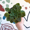 Whirlpool Plant - Petrocosmea 'Keystone's Barnswallow' - Welsh Grown - Sprouts of Bristol