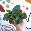 Whirlpool Plant - Petrocosmea 'Keystone's Barnswallow' - Welsh Grown - Sprouts of Bristol