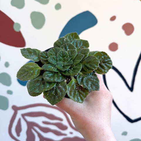 Whirlpool Plant - Petrocosmea 'Keystone's Barnswallow' - Welsh Grown - Sprouts of Bristol