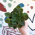 Whirlpool Plant - Petrocosmea 'Keystone's Barnswallow' - Welsh Grown - Sprouts of Bristol