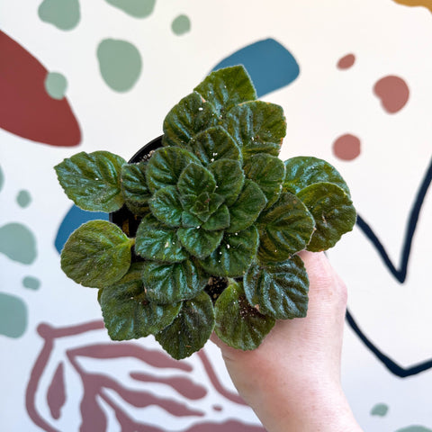 Whirlpool Plant - Petrocosmea 'Keystone's Barnswallow' - Welsh Grown - Sprouts of Bristol