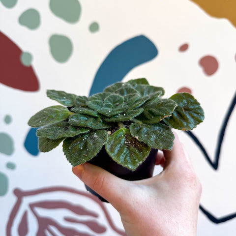 Whirlpool Plant - Petrocosmea 'Keystone's Barnswallow' - Welsh Grown - Sprouts of Bristol