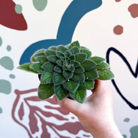 Whirlpool Plant - Petrocosmea 'Keystone's Belmont' - Welsh Grown - Sprouts of Bristol