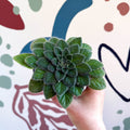 Whirlpool Plant - Petrocosmea 'Keystone's Belmont' - Welsh Grown - Sprouts of Bristol