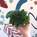 Whirlpool Plant - Petrocosmea 'Keystone's Belmont' - Welsh Grown - Sprouts of Bristol