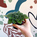 Whirlpool Plant - Petrocosmea 'Keystone's Belmont' - Welsh Grown - Sprouts of Bristol