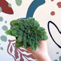 Whirlpool Plant - Petrocosmea 'Keystone's Belmont' - Welsh Grown - Sprouts of Bristol