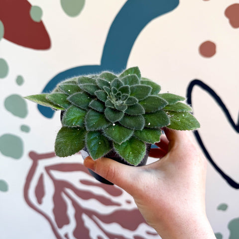 Whirlpool Plant - Petrocosmea 'Keystone's Belmont' - Welsh Grown - Sprouts of Bristol
