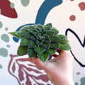 Whirlpool Plant - Petrocosmea 'Keystone's Belmont' - Welsh Grown - Sprouts of Bristol