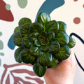 Whirlpool Plant - Petrocosmea rotundifolia smooth - Welsh Grown - Sprouts of Bristol