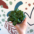 Whirlpool Plant - Petrocosmea rotundifolia smooth - Welsh Grown - Sprouts of Bristol