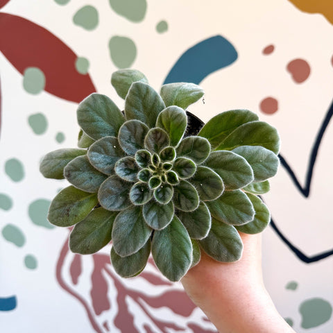 Whirlpool Plant - Petrocosmea sericea - Welsh Grown - Sprouts of Bristol
