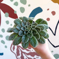 Whirlpool Plant - Petrocosmea sericea - Welsh Grown - Sprouts of Bristol