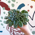 Whirlpool Plant - Petrocosmea sericea - Welsh Grown - Sprouts of Bristol