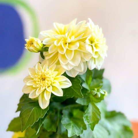 White Dahlia - Dahlia 'Dahlietta Shirley' - British Grown - Sprouts of Bristol