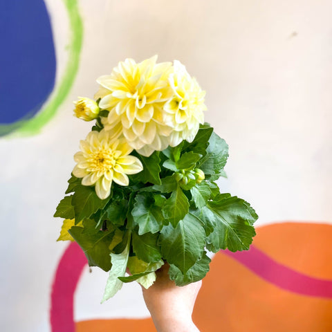 White Dahlia - Dahlia 'Dahlietta Shirley' - British Grown - Sprouts of Bristol