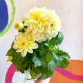 White Dahlia - Dahlia 'Dahlietta Shirley' - British Grown - Sprouts of Bristol