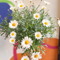 White Marguerite Daisy Standard Tree - Argyranthemum frutescens - Sprouts of Bristol