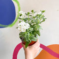 White Verbena 'Showboat White' - British Grown - Sprouts of Bristol