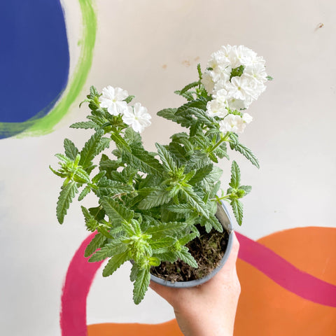 White Verbena 'Showboat White' - British Grown - Sprouts of Bristol