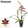 xColmanara ‘Bonfire’ - Cambria Orchid - Sprouts of Bristol